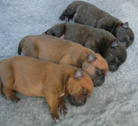 chiots staffordshire bull terrier